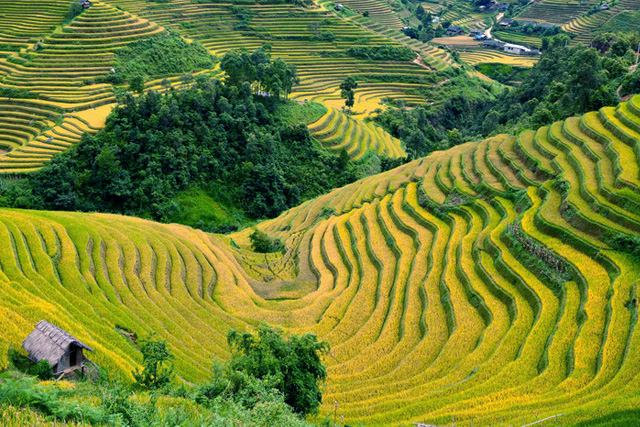 Terraced Rice Fields Sapa