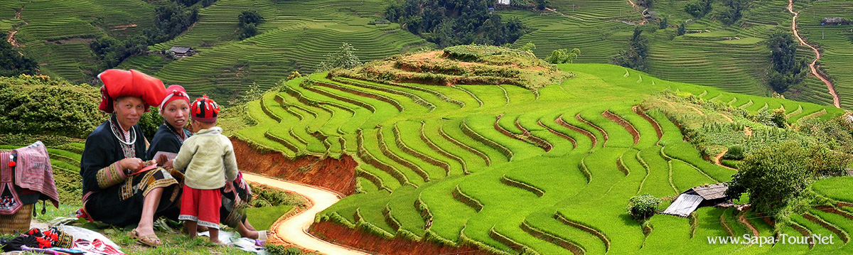 Sapa Teraced Rice Fields